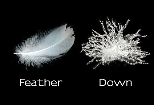 Feather has much more structure than Down, resulting in a firmer pillow